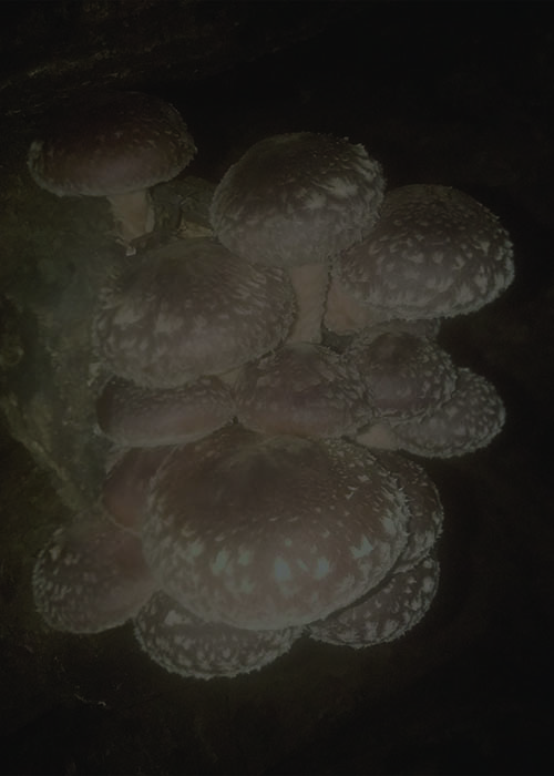 Oyster Mushrooms